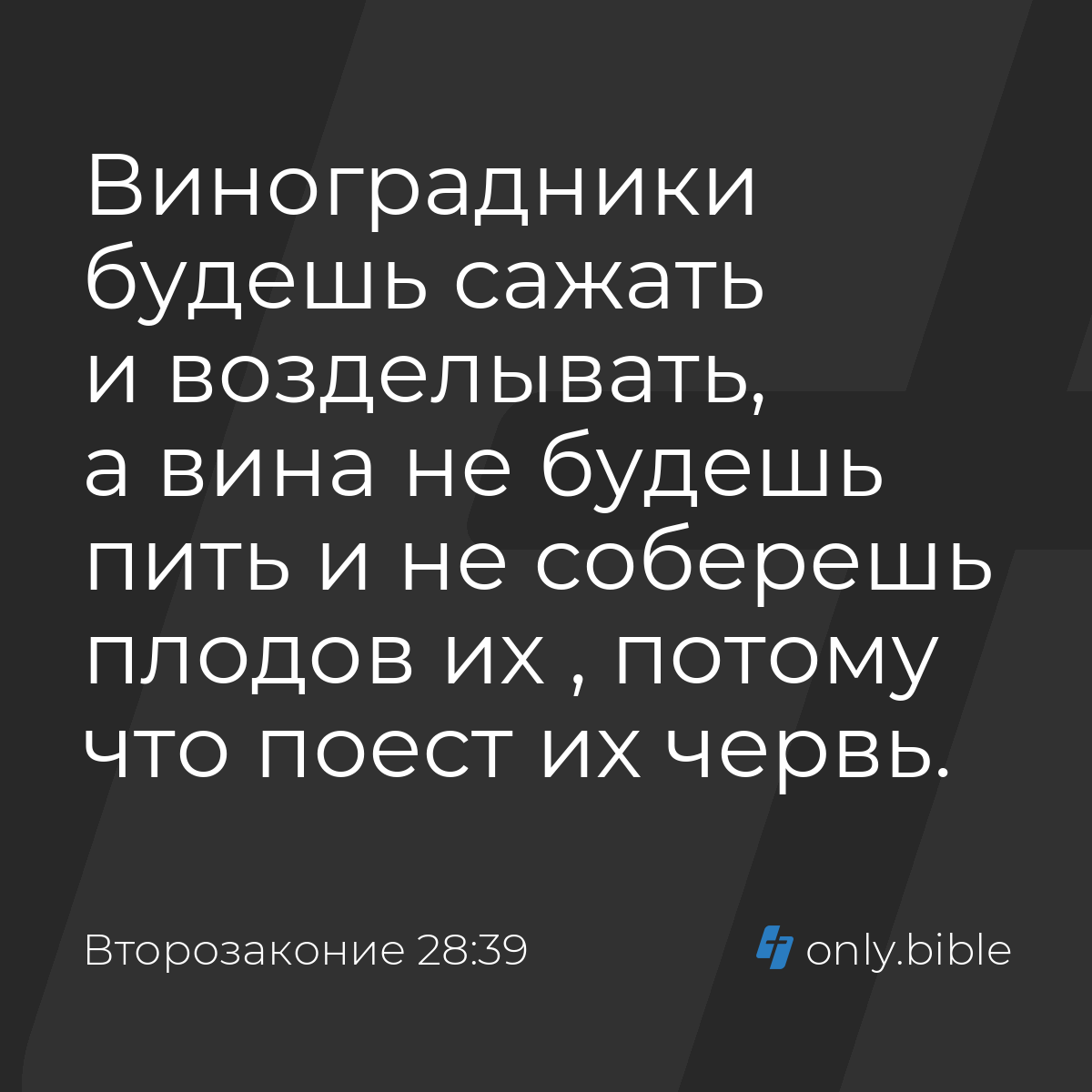 Второзаконие 28:39 / Русский синодальный перевод (Юбилейное издание) |  Библия Онлайн